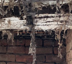 example of dry rot causing damage
