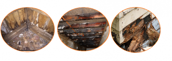 Wet rot treatment in Stirling