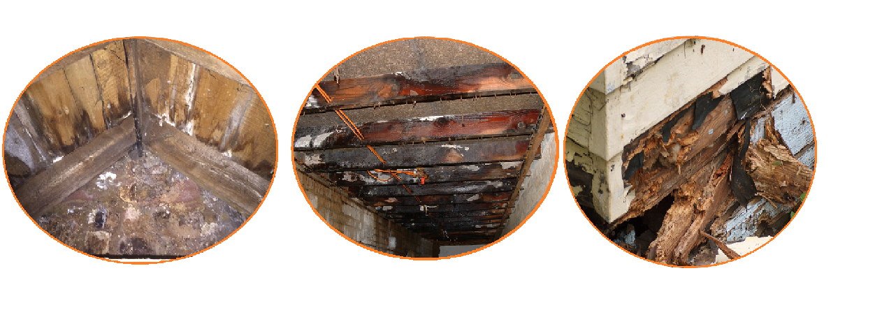 wet rot examples in 3 circles side by side